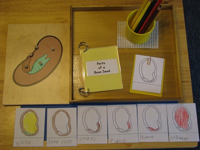 Life cycle of a bean lesson 4-part cards