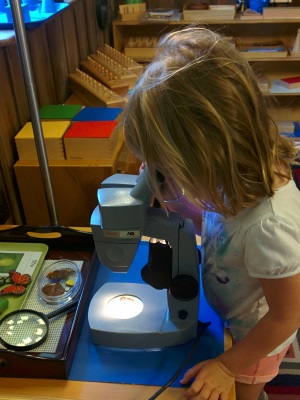 Science area lesson - microscope